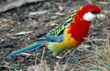 Eastern Rosella