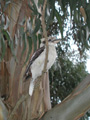 Laughing Kookaburra