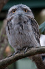 Tawney Frogmouth