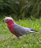 Galah