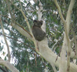 Koala from Verandah