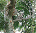 Koala next to Farmhouse