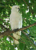 Sulphur Crested Cockatoo