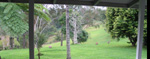 Wallabies from the Verandah