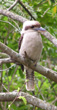 Laughing Kookaburra