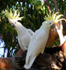 Sulphur Crested Cockatoo