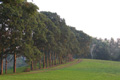 Entrance lined by Cadaghi Eucalyptus torelliana native of Atherton tablelands