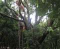 Aust Red Cedar Toona ciliata