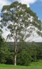 Flooded Gum Eucalyptus grandis