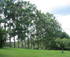 Stand of Gympie Messmates Eucalyptus cloeziana