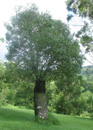 Qld Bottle Tree