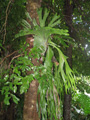 Staghorn